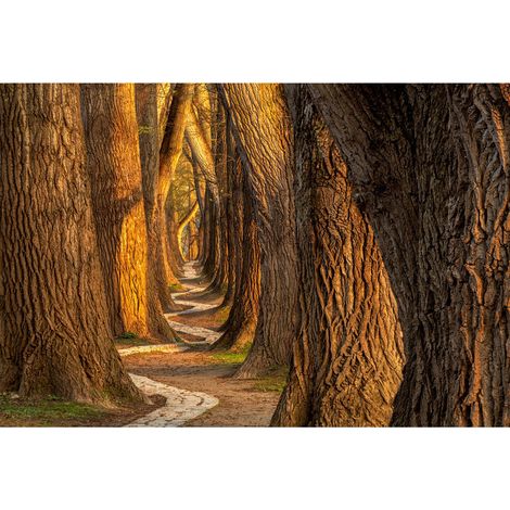Papier peint panoramique arbre original | Tapisserie panoramique chemin forestier | Papiers peints panoramique nature idéal pour chambre - 270 x 400 cm (4 pièces) (1/2)
