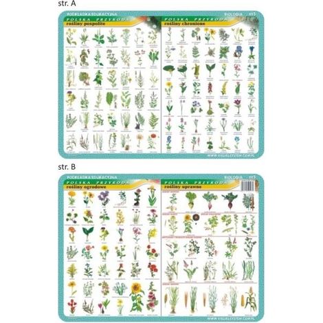 Patr贸n educativo 023 - Plantas comunes protegidas.