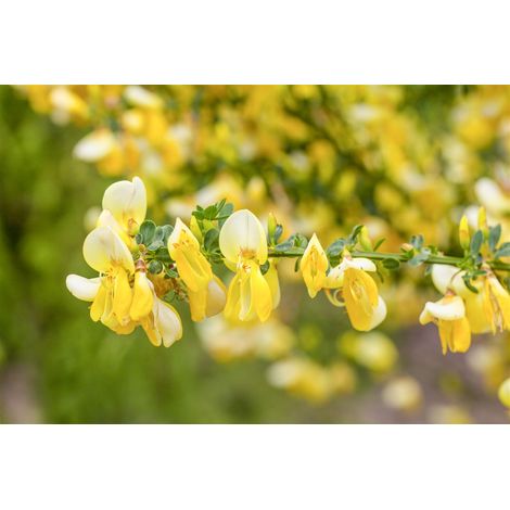 Edelginster 'Luna' Cytisus scoparius 'Luna' C 3 40- 60