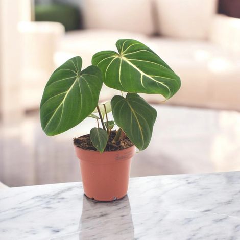 Gardenaria Philodendron gloriosum - Pianta da interno ornamentale - Altezza: 30 cm (vaso 12) (1/5)