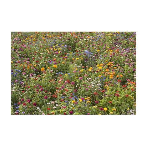 CAMPAGNE EN FLEURS - 10 G