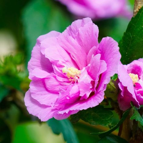 Hibiscus syriacus 'Ardens' (Hibiscus syriacus 'Ardens') (1/3)