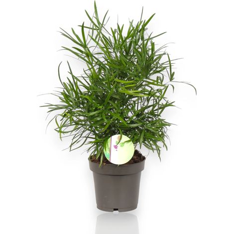 Gardenaria Asparagus falcatus - Pianta da interno ornamentale - Altezza: 35 cm (vaso 12) (1/5)