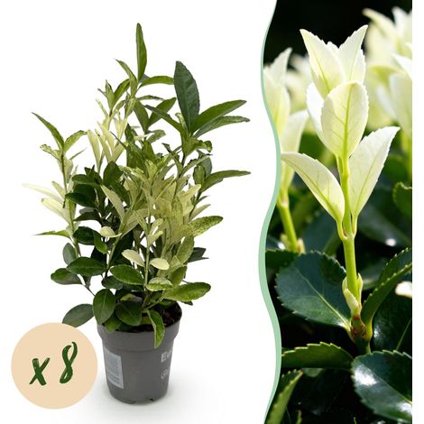 Lot de 8 Euonymus japonica Paloma Blanca - Arbuste de Haie Persistant Vert et Blanc - 20-35 cm - PANGIVO (1/5)