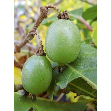 Kiwi, Kiwai 'Kokuwa' auto-fertile Pot de 2L/3L