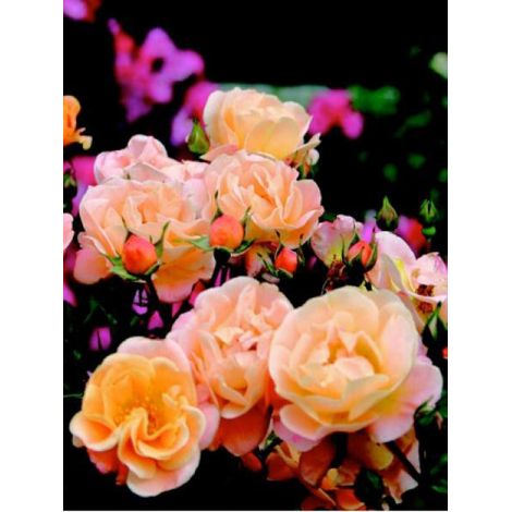 Rosier DECOROSIERS® 'Calizia'® Pot de 2L/3L
