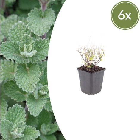 Lot de 6 Calamintha nepeta nepeta Vivace Aromatique Fleurs Bleu-Lilas 10-25 cm Pot Ø 9 cm - PANGIVO (1/5)