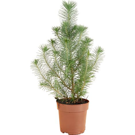 Bloomique - Pinus Pinea Silver Crest - Pin parasol - Pin - Sapin - Pour intérieur et extérieur - Rustique - Persistant - 20-30 cm de hauteur - Pot de 10,5 cm