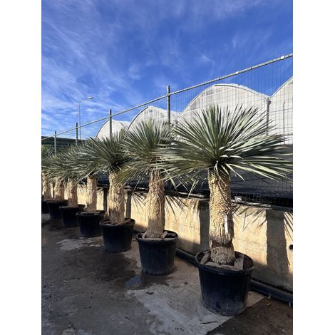 YUCCA ROSTRATA VASO 70 H. TR.100/110