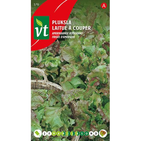 Laitue à Couper Frisée D'Amérique - Ca. 4 gr (Livraison Gratuite)