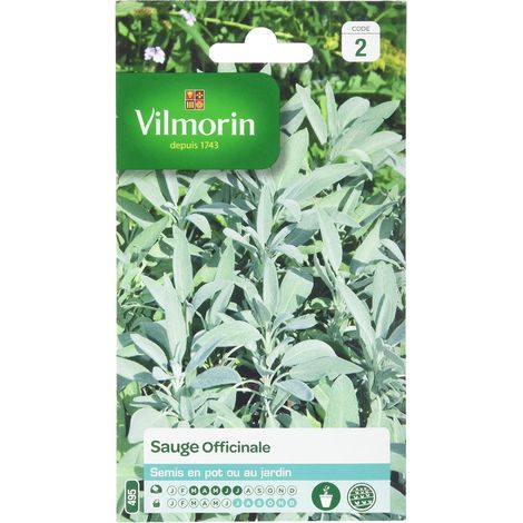 Sauge Officinale (1/5)