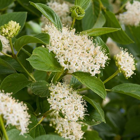 Cornouiller jaune  - Cornus sericea 'Flaviramea'  - 60-80 cm pot