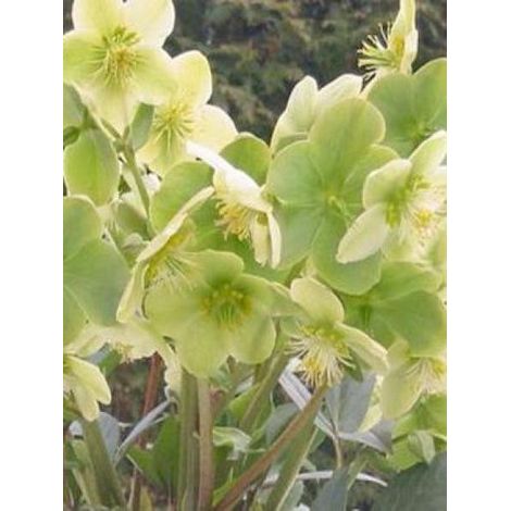 Hellébore 'Snow Love' Pot de 2L/3L (1/2)