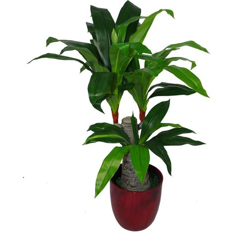 75cm Artificial Dracaena Plant - Wide Trunk Triple Branch Large (1/3)