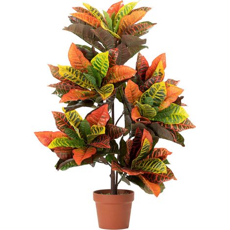 Plante Codiaeum Variegatum 60X60X100 Cm (1/2)