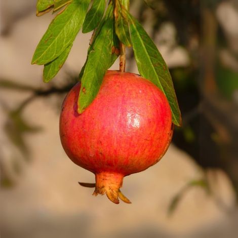 PIANTA DA FRUTTO MELOGRANO PARFIANKA in vaso 20 età 2/3 anni (foto reali)