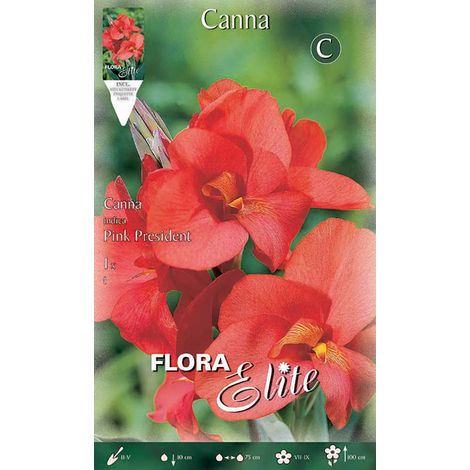 CANNA PINK PRESIDENT (CONFEZIONE DA 1 BULBO)