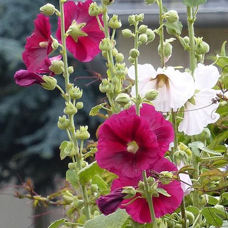 4 x Rose trémière  - Alcea rosea 'Simplex'  - godet 9x9 cm
