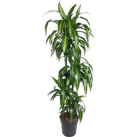 Dracaena Hawaiian Sunshine Plante Verte d'Intérieur Décorative Feuillage Panaché 150 cm - PANGIVO