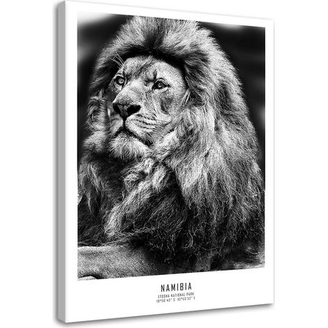 Quadro su tela, Animali Africa Lion - 80x120 (1/5)