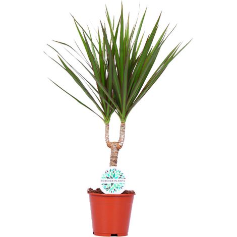 Dracaena Marginata - Plante d'Intérieur Verte Facile d'Entretien - Pot Ø14 cm - Hauteur 55 cm - PANGIVO (1/4)
