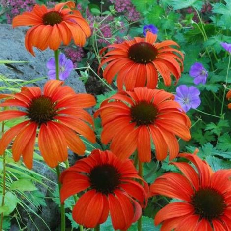 Échinacée Tangerine Dream®/Lot de 3 godets