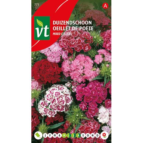 Œillet De Poète Double - Ca. 0,75 gr (Livraison Gratuite) (1/2)
