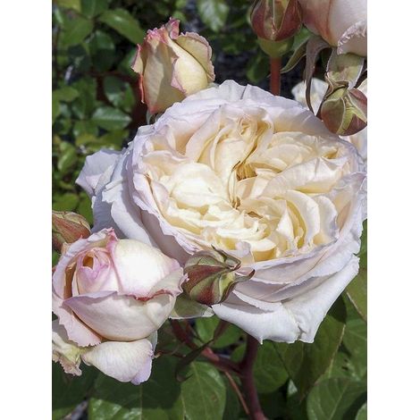 Rosier moderne 'Baie des Anges' Pot de 4L/5L