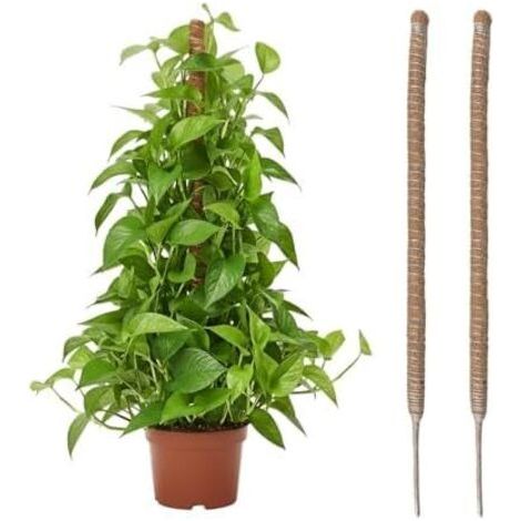 2 Pièces Tuteur Plante Grimpante en Coco sur Piquet 60 cm, Support de Croissance Plantes Grimpantes, Poteau Pliable 4 mm Largeur pour Jardin et Monstera -