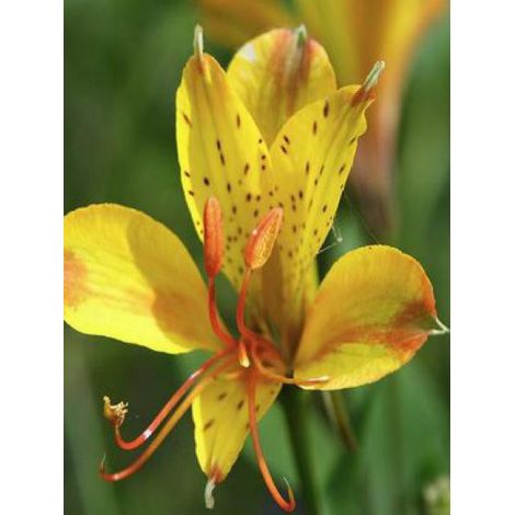 Lis des Incas 'Sweet Laura' Godet de 8/9 cm