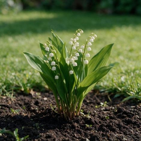 Muguet majalis 20cm Godet 9cm - Convallaria (1/4)