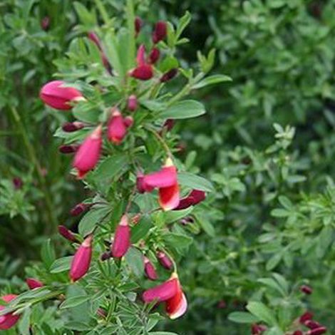 Genêt - Cytisus 'burkwoodii' - 40-60 cm pot (1/5)