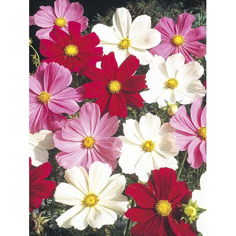 Cosmos 'Gazebo' le sachet de 150 graines (1g) (1/2)