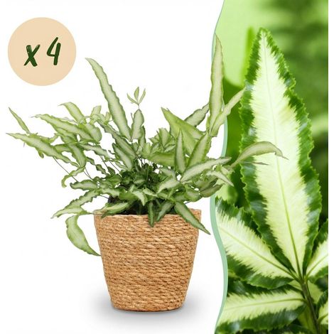 Lot de 4 Fougères Ruban Pteris cretica Albolineata, Plante d'Intérieur avec Panier, Pot 12cm, 20cm - PANGIVO (1/5)