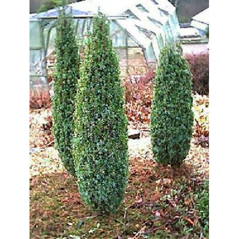 Genévrier commun 'Compressa' Pot de 2L/3L