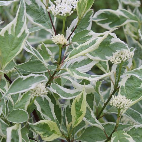 Cornouiller blanc - Cornus alba 'Elegantissima' - 60-80 cm pot (1/4)