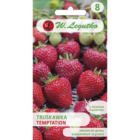 Fraise Tentation - pour les conteneurs à graines Legutko (1/3)