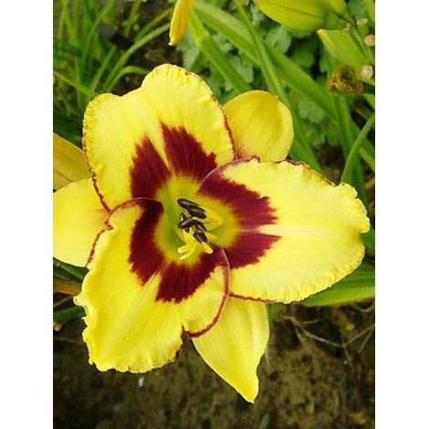 Lis d'un jour, Hémérocalle 'El Desperado' Godet de 8/9 cm (1/3)
