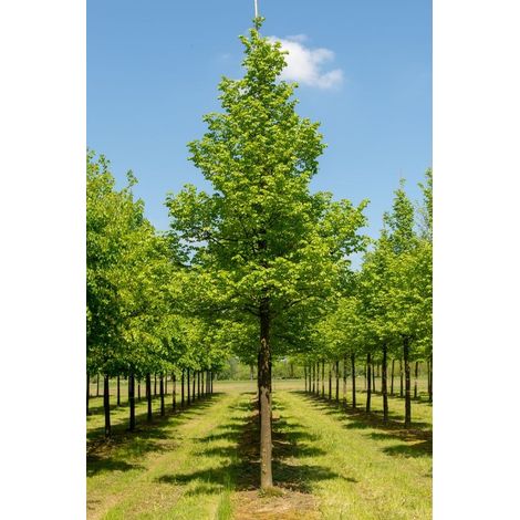 Tiglio selvatico "Tilia Cordata" pianta in vaso ø18 cm h. 150/180 cm