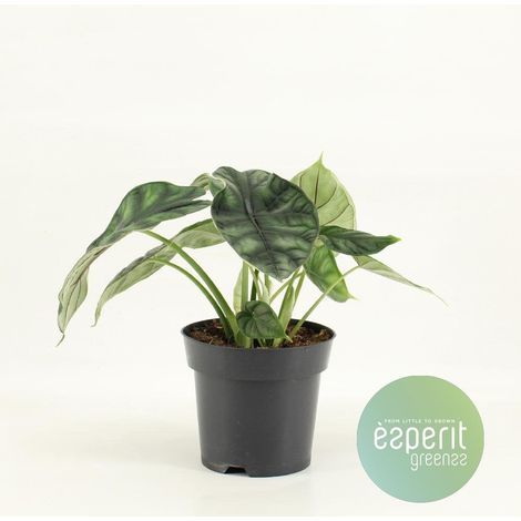 Alocasia Dragon Scale plante d’intérieur feuillage texturé décoratif pot 14 cm hauteur 25 cm - PANGIVO