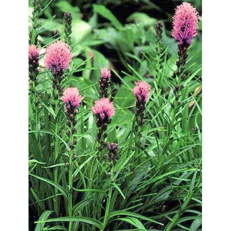 Liatride, Plume du Kansas 'Kobold' Godet de 8/9 cm (1/3)