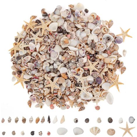 1500 gemischte natürliche Muschel-Seestern-Bastelmaterialien, geeignet für Aquariengestaltung, Bilderrahmen und Heimdekoration. (1/4)