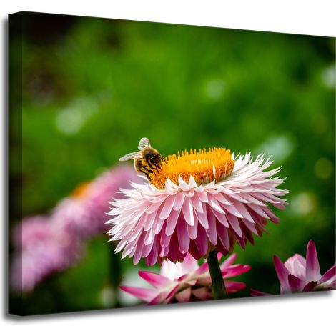 Leinwanddruck Biene auf einem Gänseblümchen 50x40 cm