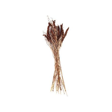ANDREA HOUSE AX71137 Ramo Flor Seca Natural Setarea - ref: AX71137