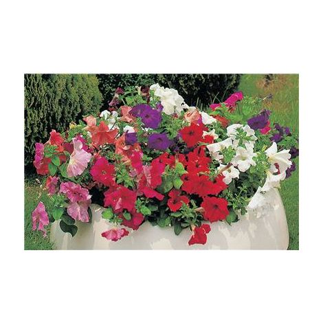 PETUNIA PENDULA - 0.5 G - GRAINES DE FLEURS