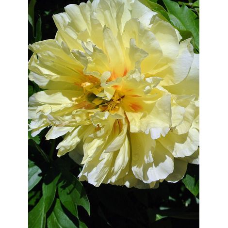 Pivoine Itoh 'Bartzella' Pot de 7,5L/10L, Qualité extra