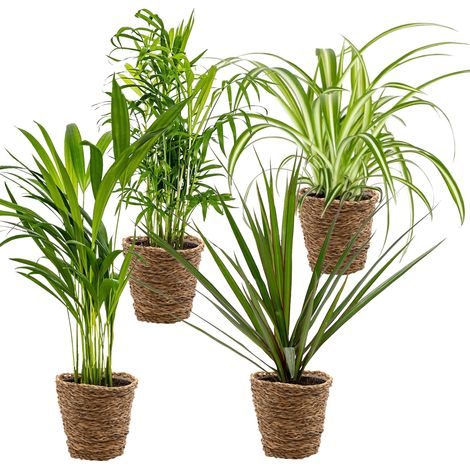 Bloomique - Lot de 4 - Mélange dépolluant - Dracaena - Dypsis - Chamaedorea - Chlorophytum - Plantes d’intérieur - Hauteur 20-40 cm - Panier en rotin 12 cm