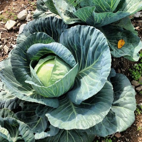Plants de Chou cabus Mozart HF1/Barquette de 6 mottes