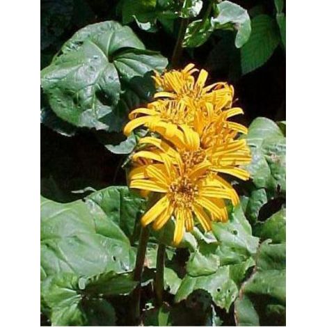 Ligulaire Godet de 8/9 cm (1/4)
