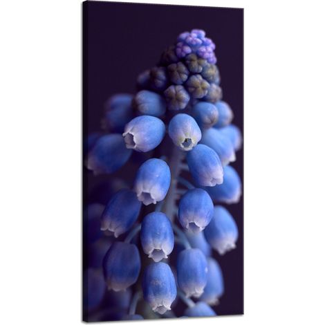 Impression sur toile Botanique Fleur Jacinthe 40x80 cm